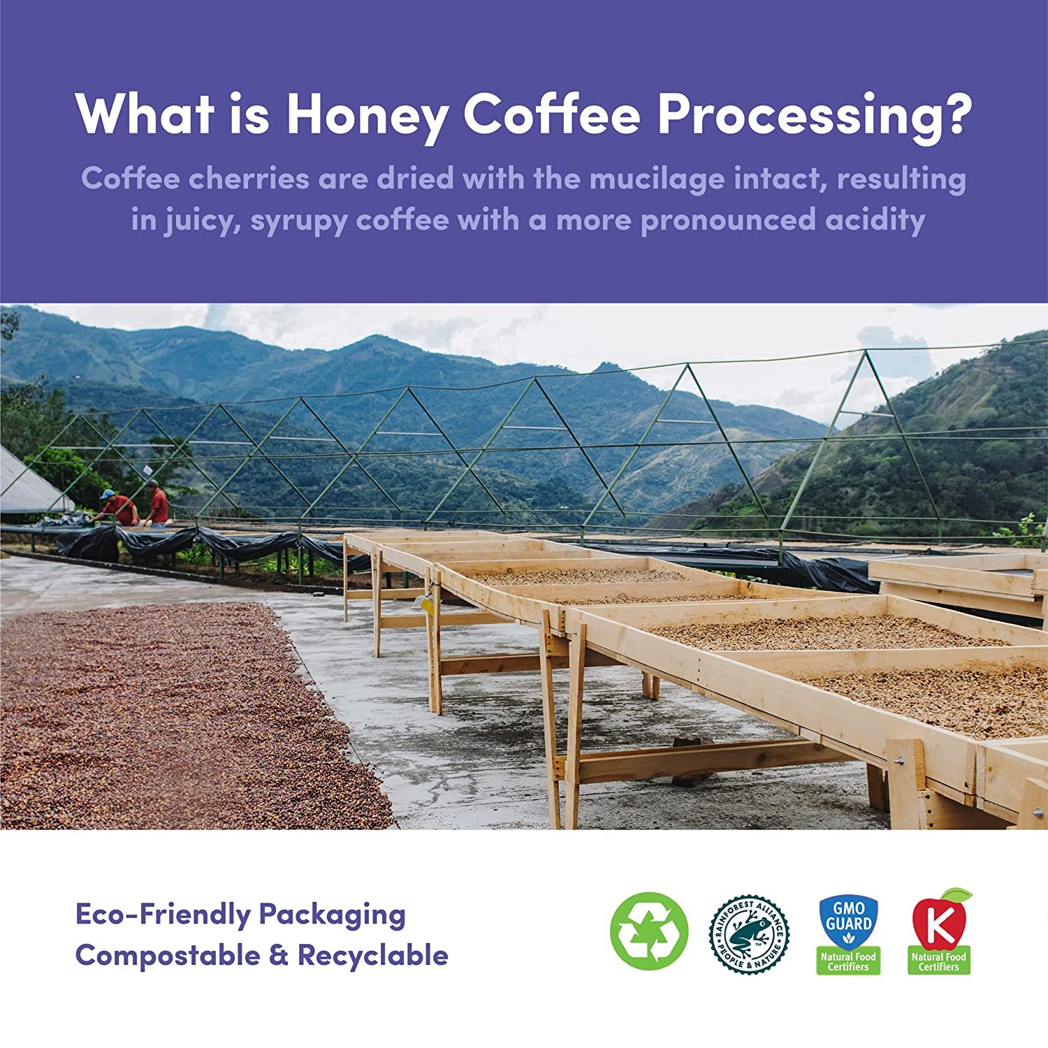 Bean & Bean Costa Rica Honey Coffee - Single Origin Coffee – Rich, Aromatic Organic Whole Bean Coffee with Notes of Orange, Strawberry & Vanilla - Fair Trade Costa Rican Coffee Beans, 12Oz